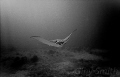   This was taken 2007 first generation Sealife Reef Master Mini. Since then have been close Eagle Ray. shot inspired me start shooting underwater upgrade what now. Canon 5dmkII Mini Ray now  